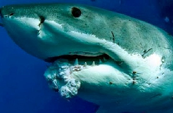 Sharks suffer from cancer from human waste