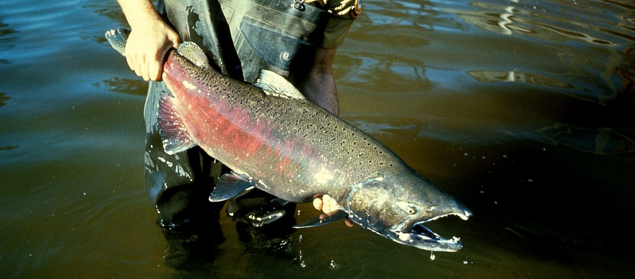 Big river catch wild salmon