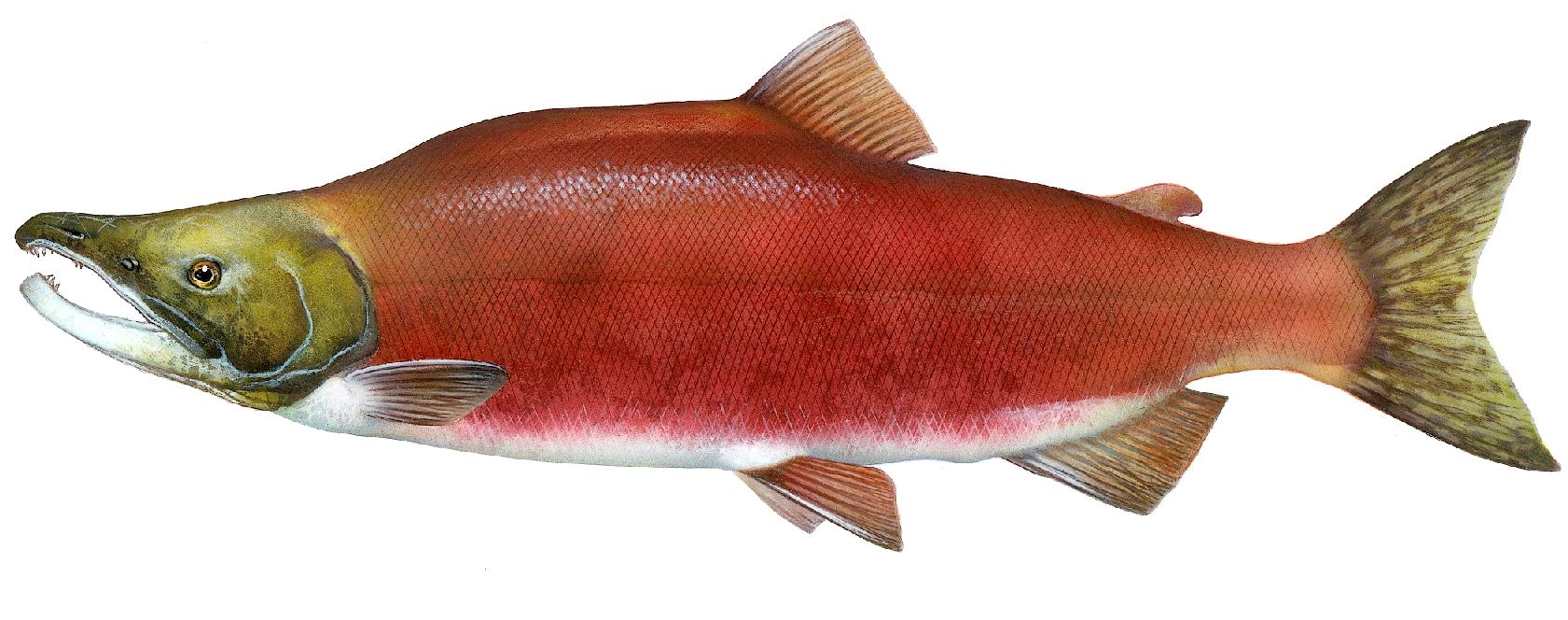 SALMON - Oncorhynchus nerka, spawning sockey salmon