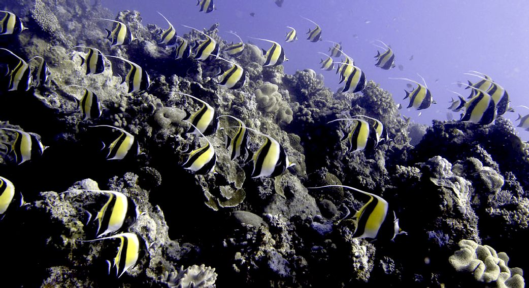 Moorish Idol reef fish in Tonga