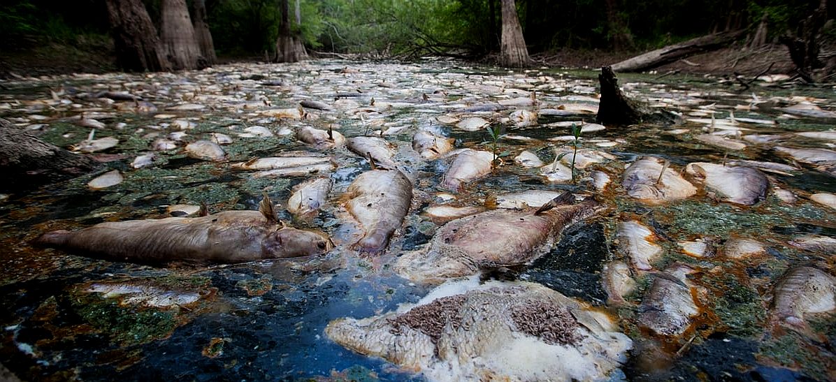 Dead fish in a polluted bayou, Pearl River, Louisiana