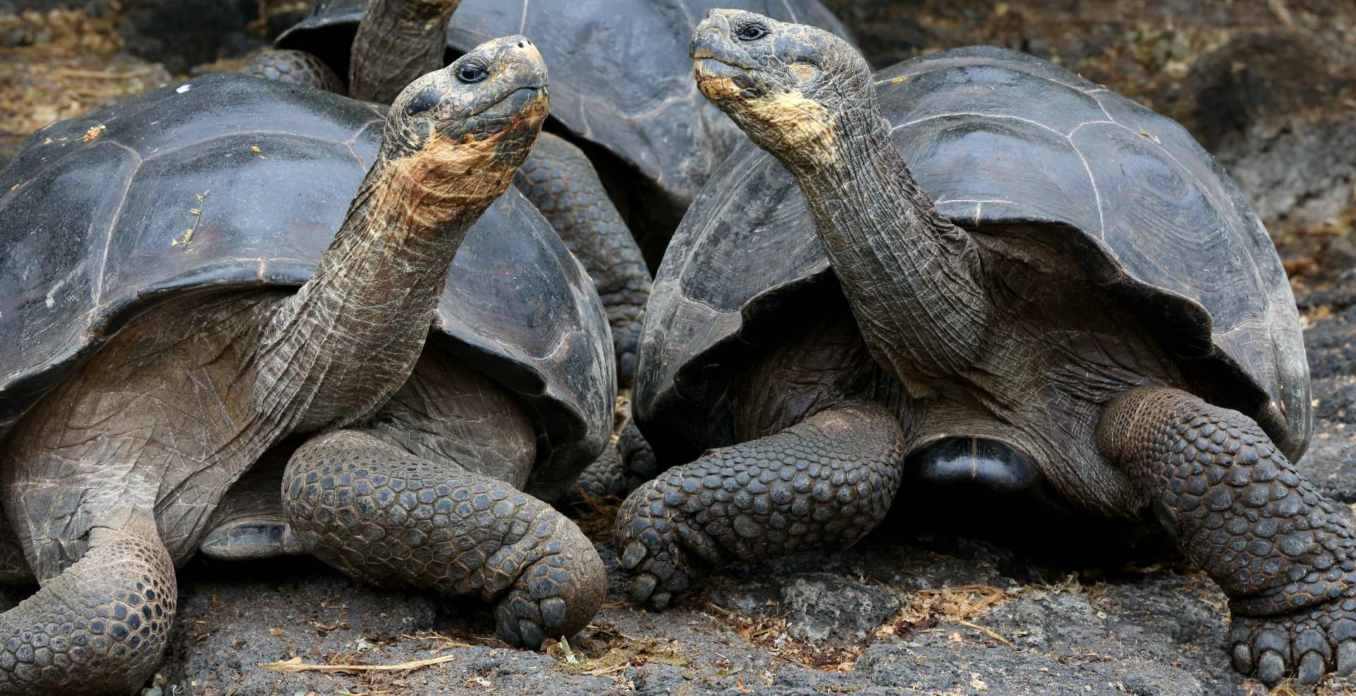 Слоновая черепаха среда обитания. Галапагосская черепаха. Галапагосские острова черепахи. Галапагосская слоновая черепаха. Галапагосская черепаха детеныш.