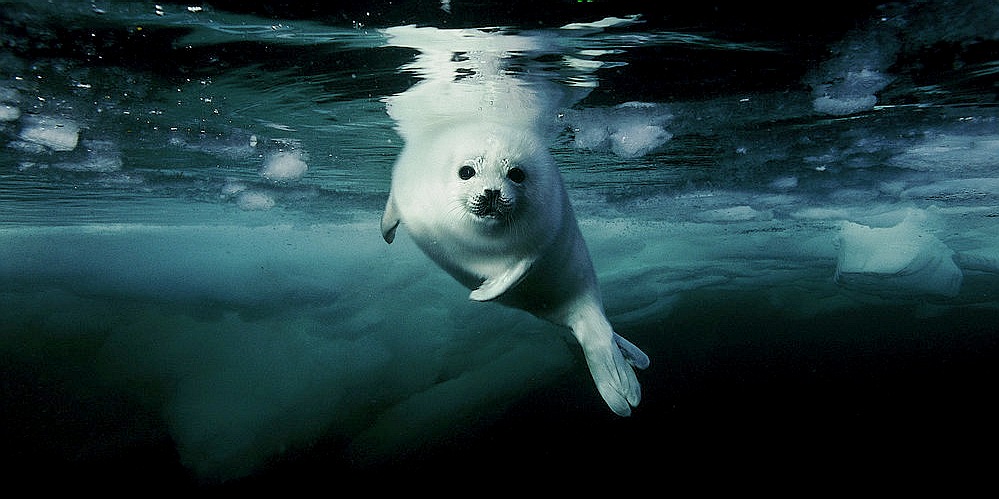 Fur seal under the Arctic ice