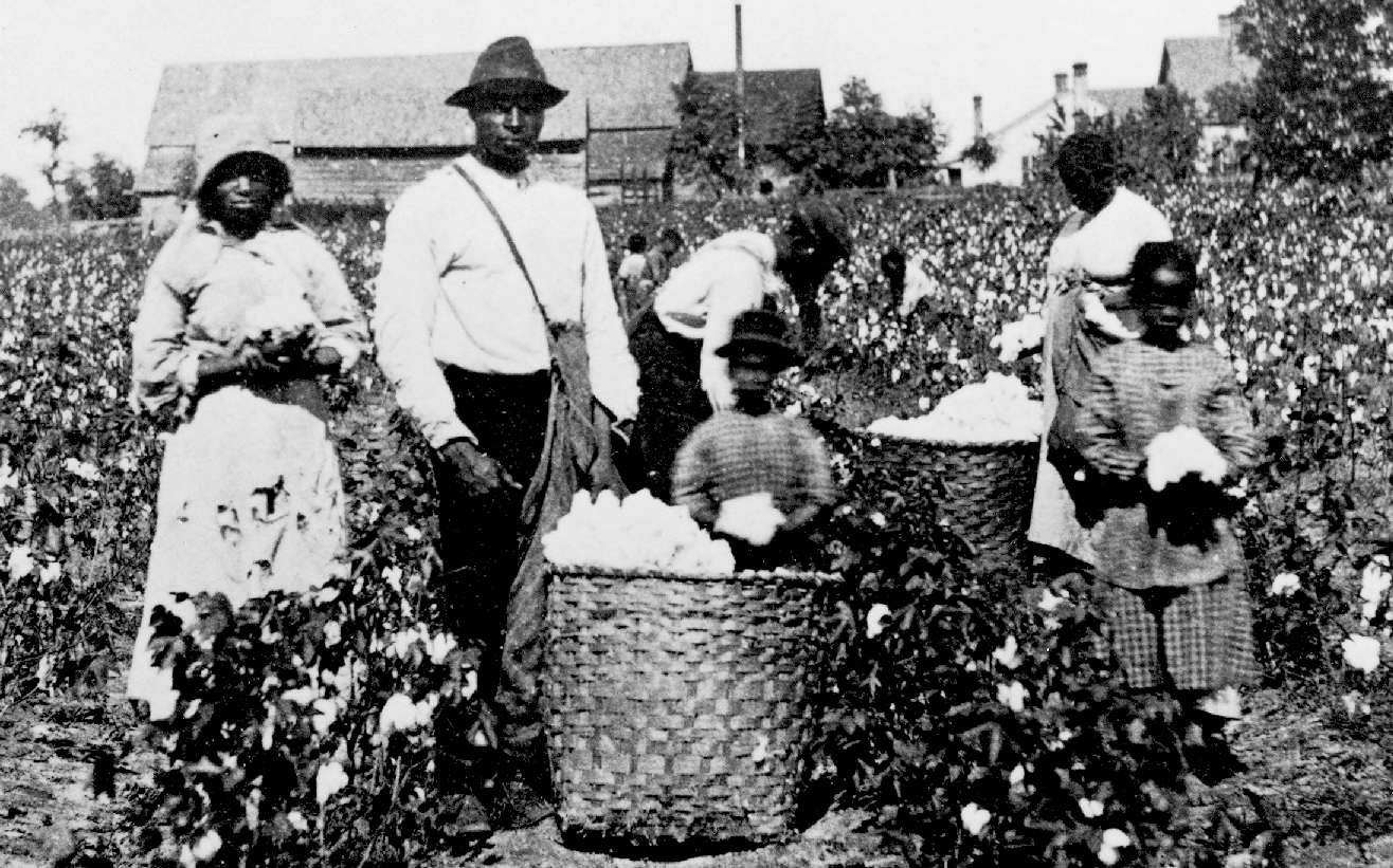 Enslaved African Americans Picking Cotton