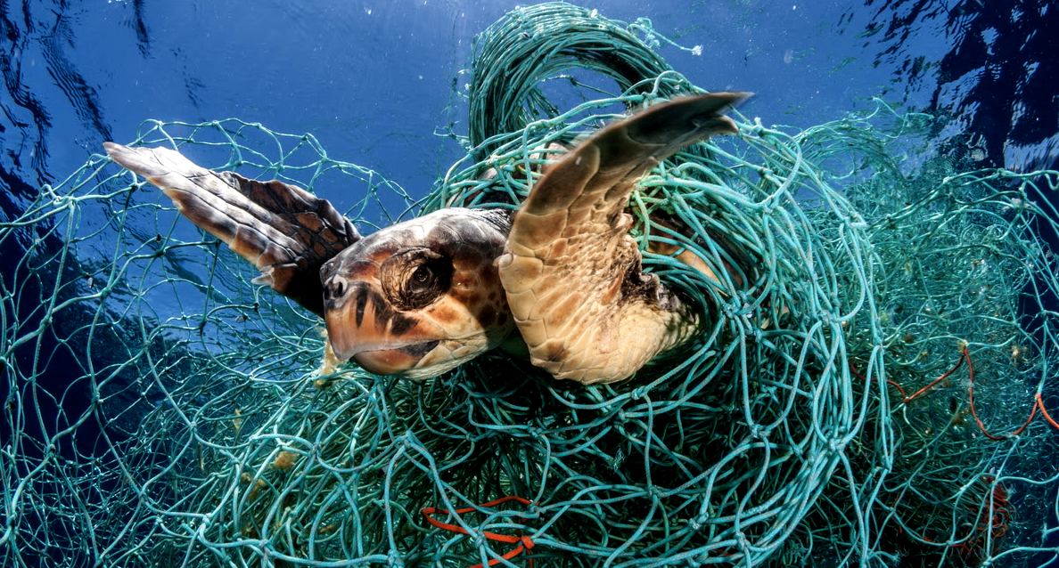 Sea Turtles are at risk from discarded fishing lines