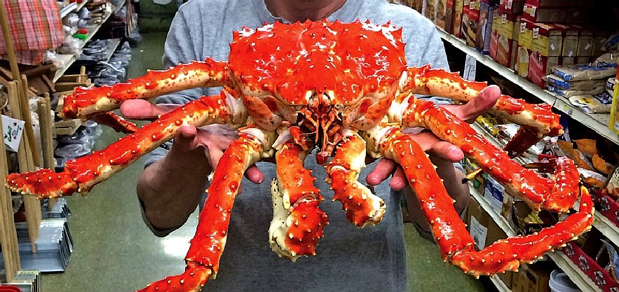 world biggest king crab