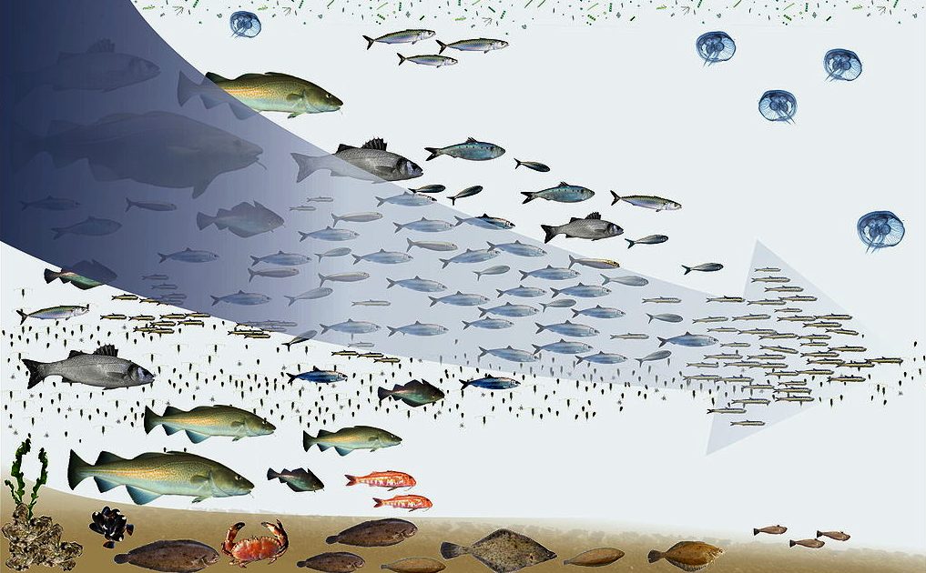 Overfishing: How Can It Be Regulated?