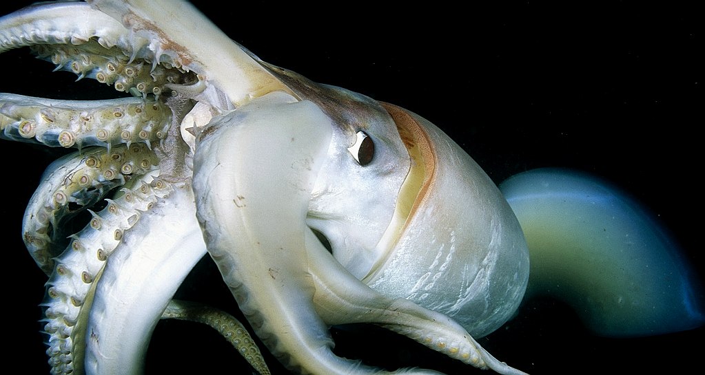 Why Do Squids Have Large Eyes