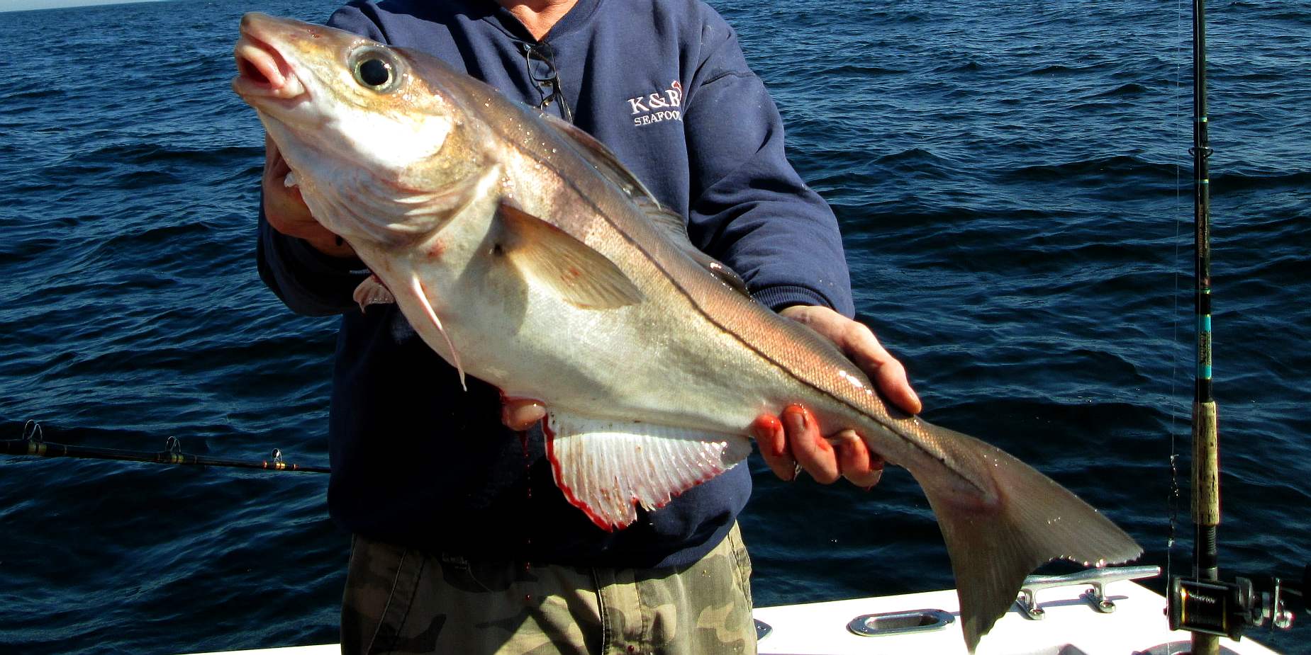 Fish haddock Buy Fresh