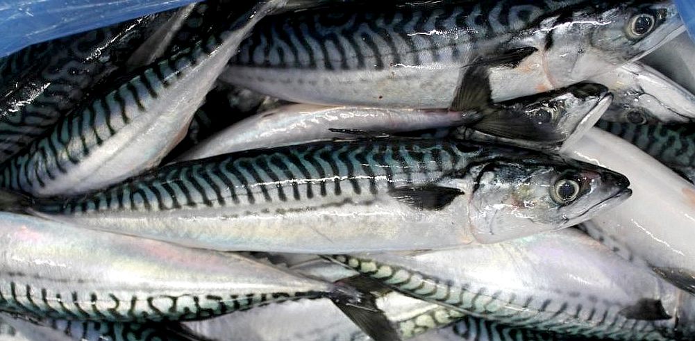 Atlantic chub mackerel Mackerel seafood recommendation