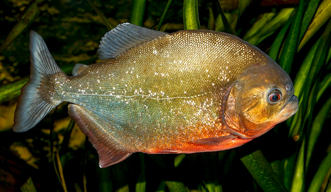 piranha fish attack video