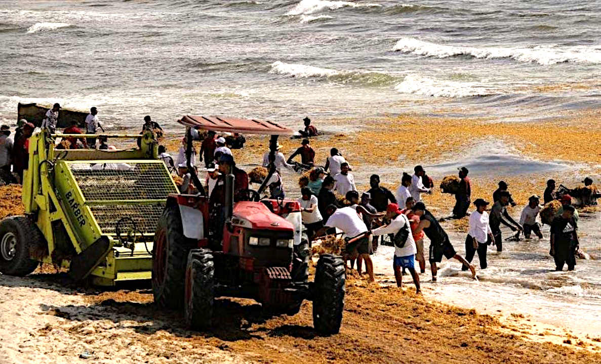 Cancun, Gulf of Mexico, sargassum crisis, a state of emergency in 2022