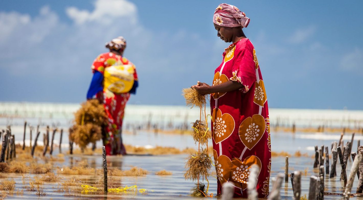 seaweed producer