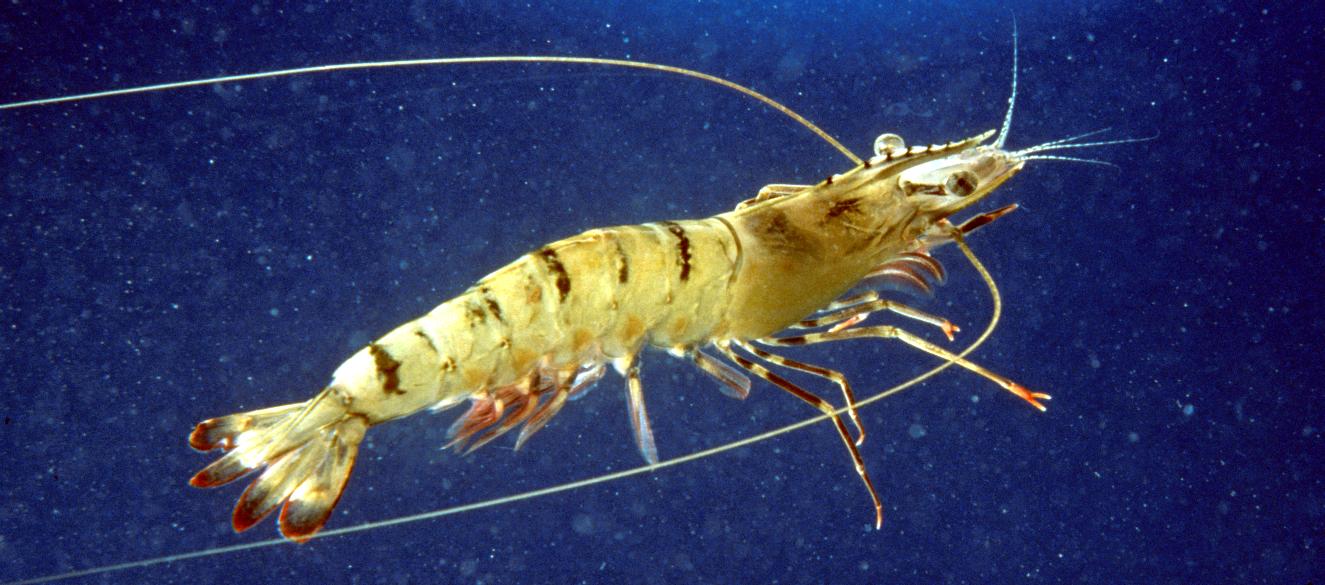 Big Shrimps In Fishing Net Prawns Are A Common Name For Small