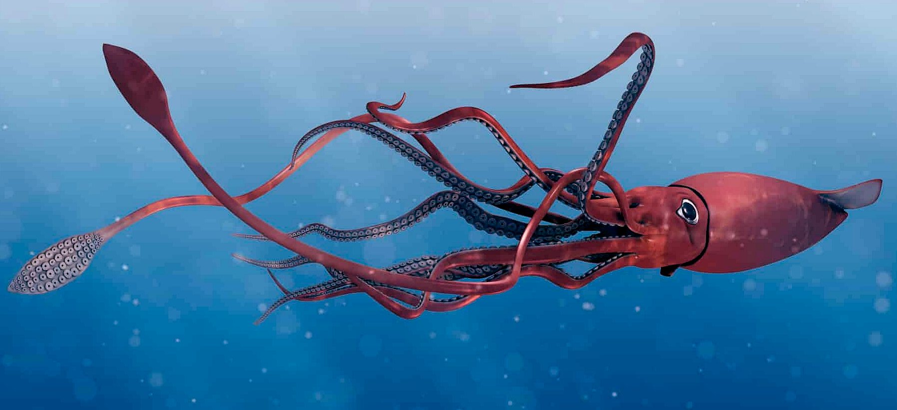 revealed-the-mysterious-legendary-giant-squid-s-genome