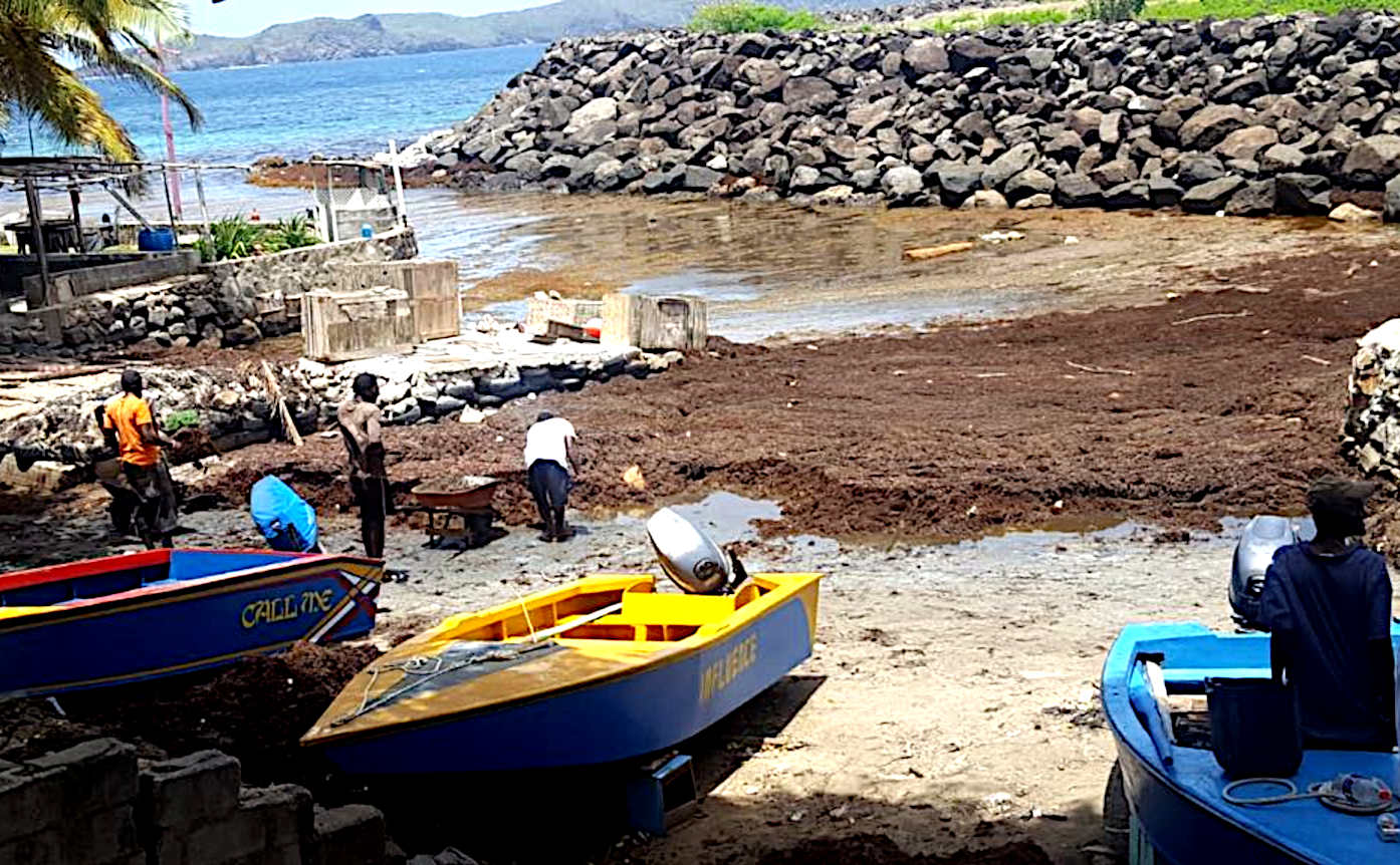 Grenadines, beaches polluted with sargassum