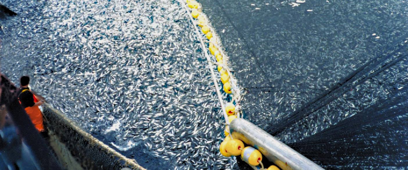 PNA to discuss tuna management actions | IntraFish.com