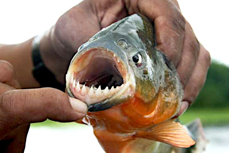 PIRANHA FISH RAZOR TOOTHED CARNIVOROUS ANIMALS FOUND IN THE, 42% OFF