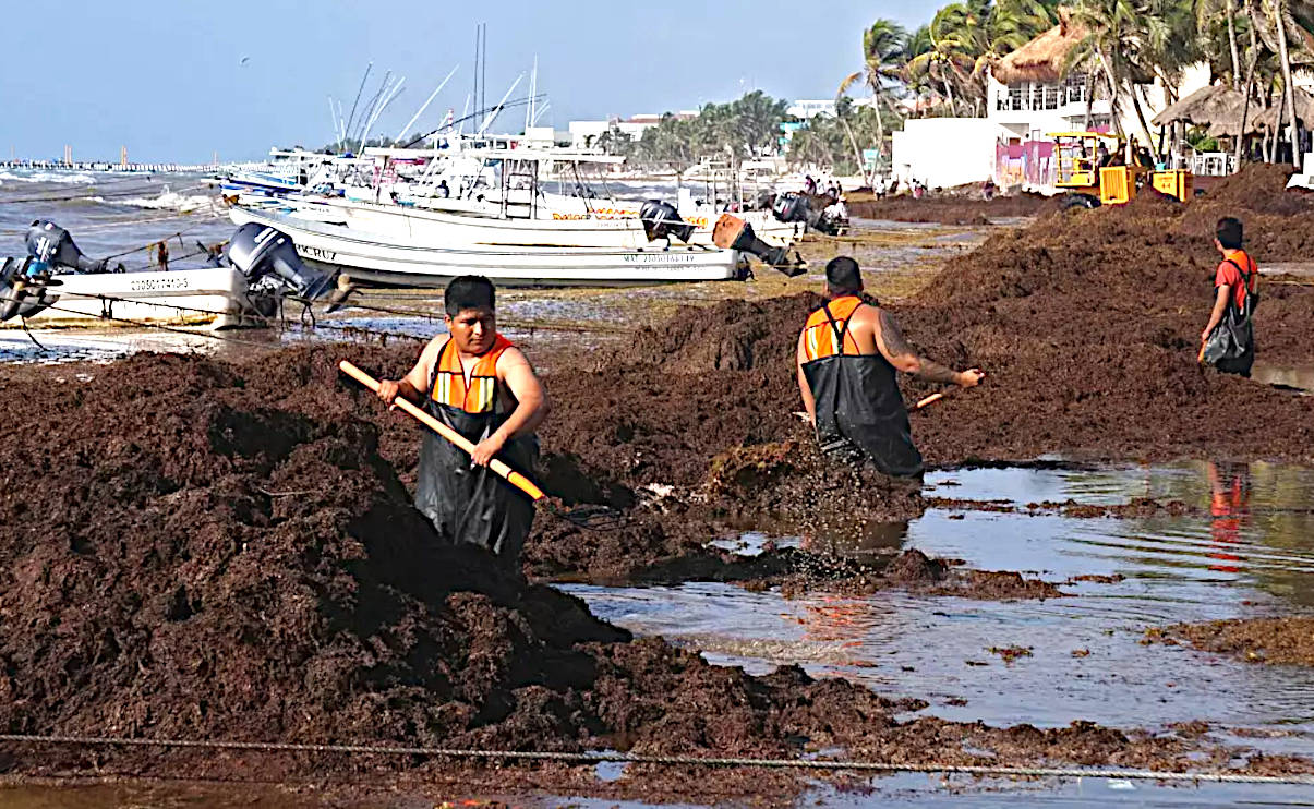 Sargassum plague Gulf of Mexico, tourist crisis state of emergency