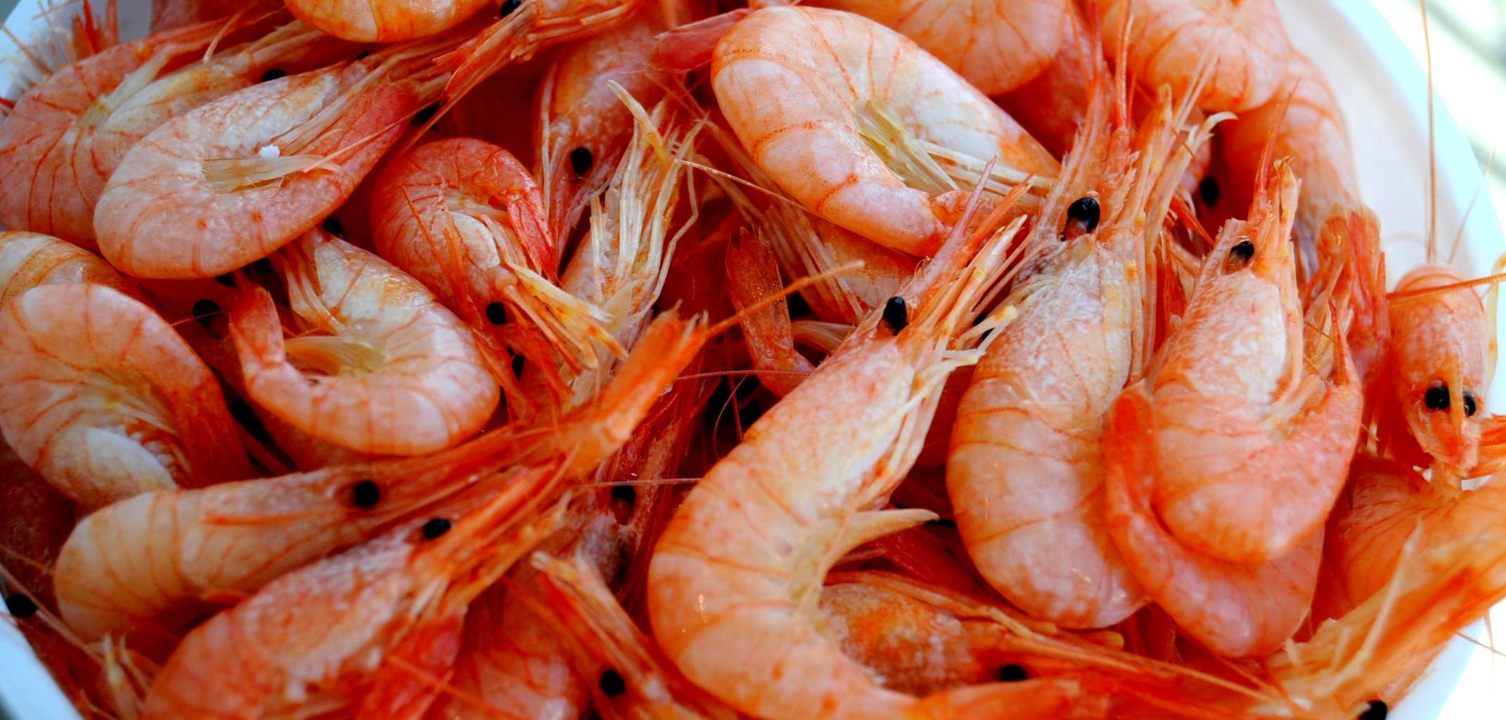 prawn swimming in sea