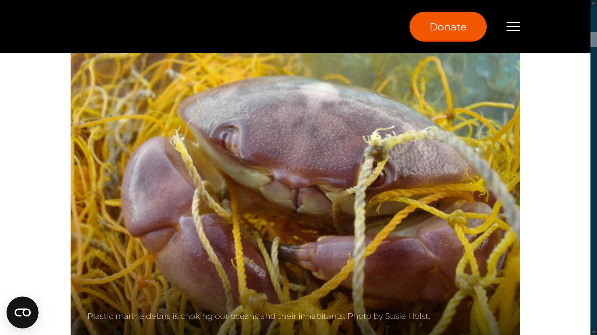 Sea Shepherd, crab caught in ghost fishing net