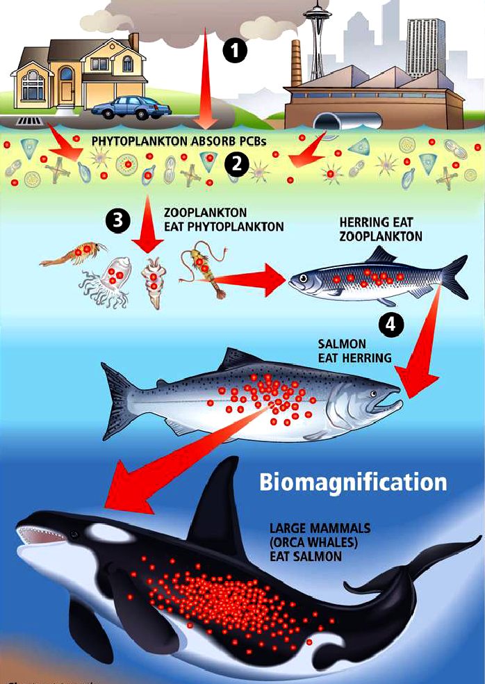 The marine food chain and PCBs