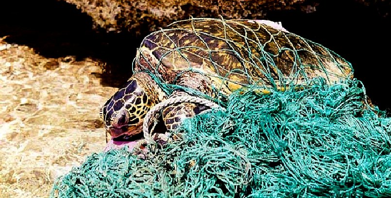 Sea turtle entangled in a fishing net