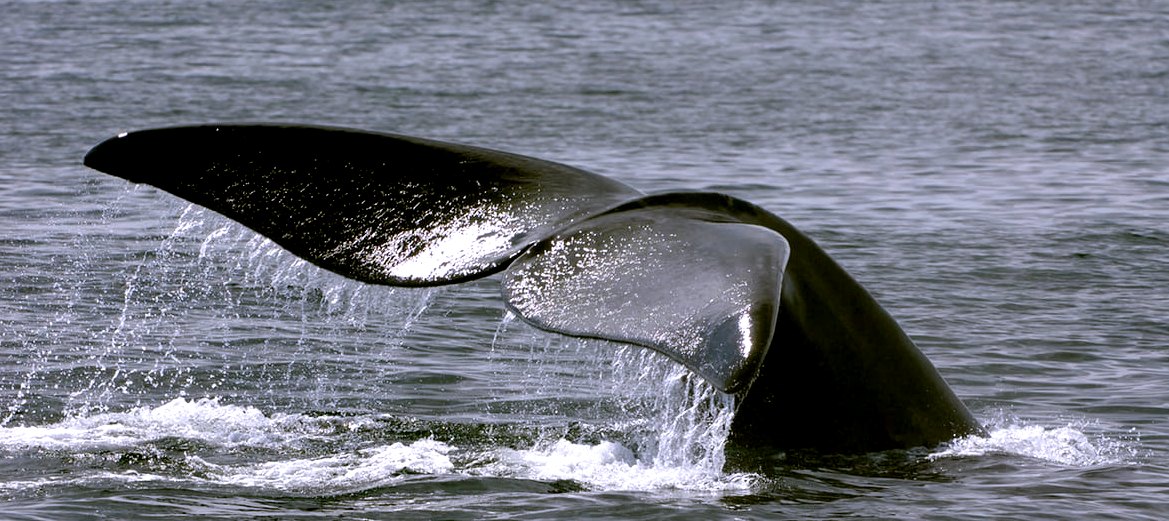 What is ghost fishing and how can we save whales getting caught in old nets?