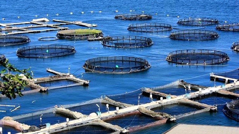 Fish farming is not an efficient way of producing protein