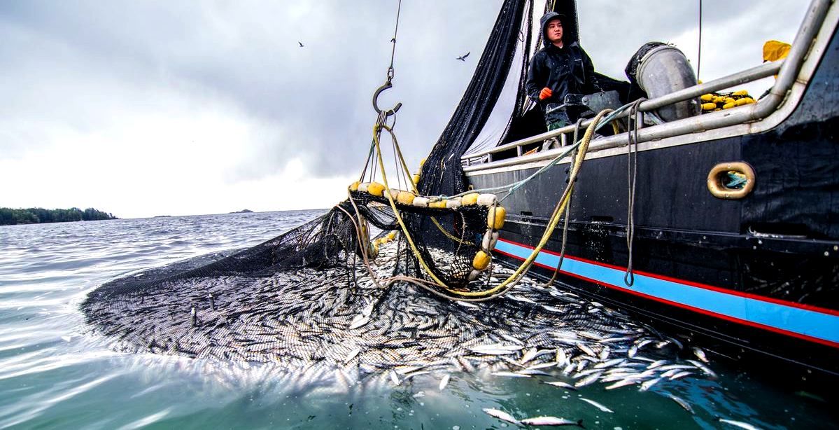 Amazng Trawl net fishing videos - Big Nets Catch a Lot of Fish, Cleaning  and freezing on Boat 