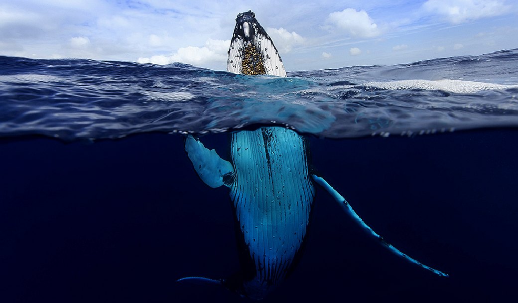 Humpback wales are dying from plastic pollution